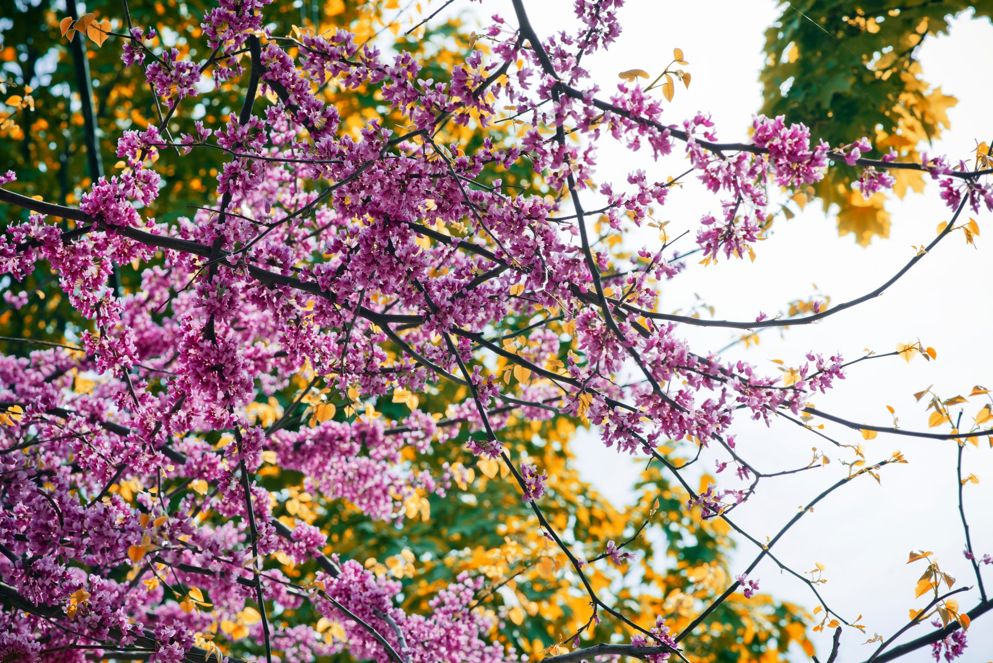 Spring Flavor Favorites