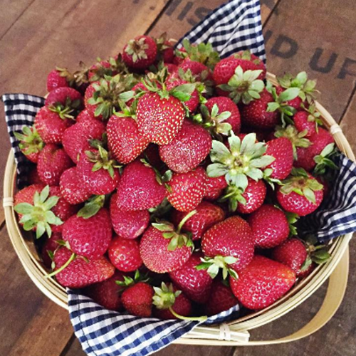 Strawberry Fields 4-Ever - Gourmet Jam